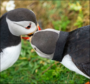 Close-up of two birds on field