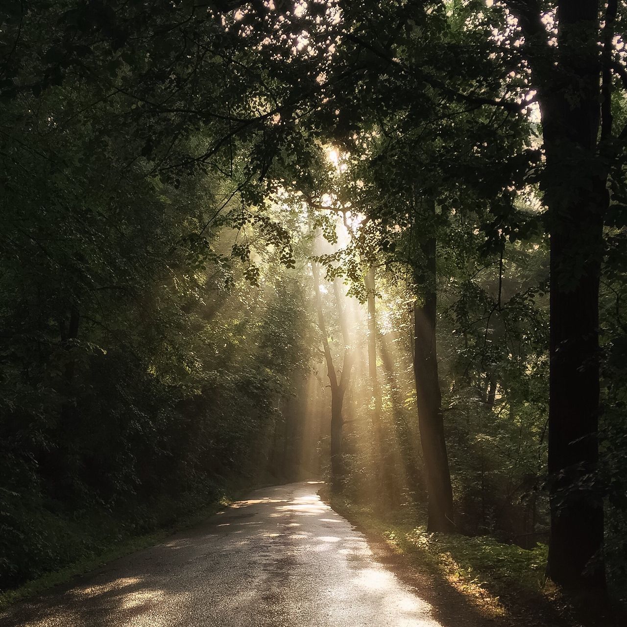 the way forward, tree, diminishing perspective, tranquility, vanishing point, nature, road, tranquil scene, forest, footpath, growth, beauty in nature, sunlight, treelined, scenics, narrow, empty road, tree trunk, outdoors, no people, long, day, non-urban scene, empty, walkway, idyllic, country road, green color, remote, sunbeam, landscape