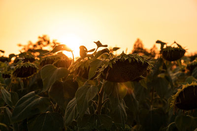 Close-up of plants growing on field against sky during sunset