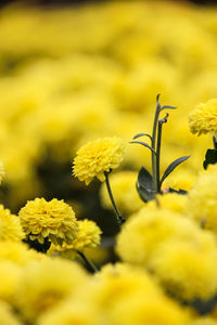 Close-up of yellow flowers