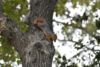 Low angle view of squirrel on tree