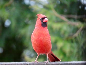 Close-up of a male cardinal 