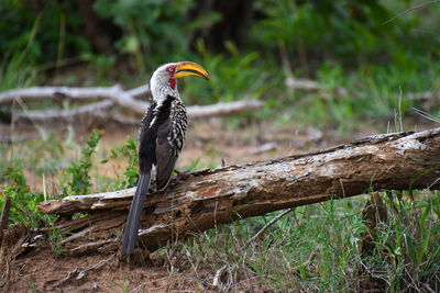 Hornbill perched on a log with green background