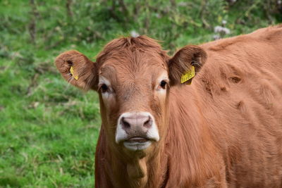 Portrait of cow standing on grassy field