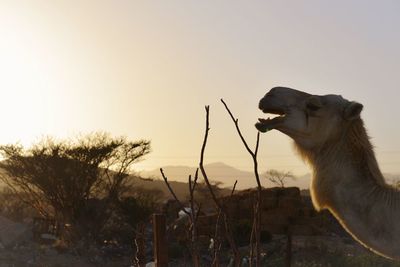 Close-up of camel against clear sky during sunset