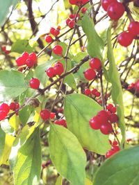 Low angle view of red berries growing on tree