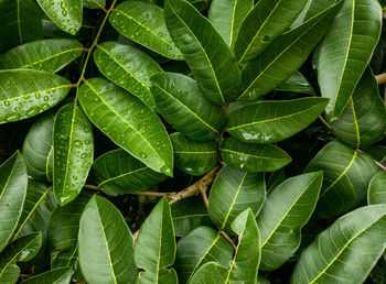 Full frame shot of leaves