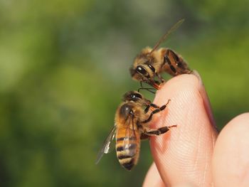 Close-up of bees on hand