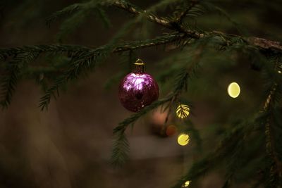 Close-up of illuminated christmas tree at night