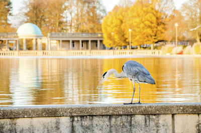 Bird on a lake