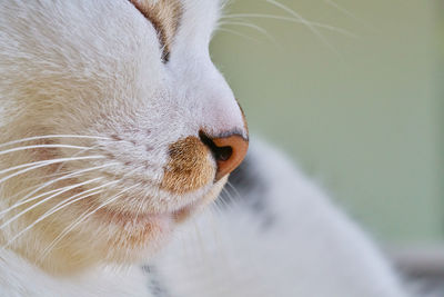Close-up of white cat
