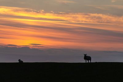 Silhouette of two horses on beach during sunset