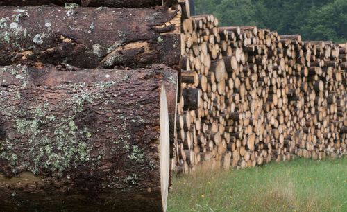 Stack of logs in the forest