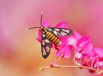 Close-up of butterfly pollinating on pink flower