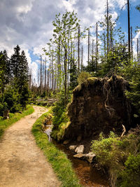 Footpath amidst trees in forest against sky