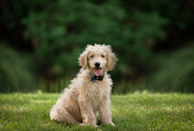 Portrait of dog sticking out tongue on field