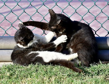 Cat relaxing on grass