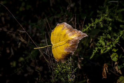 Close-up of yellow leaf on tree in forest