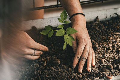 Cropped hand of man planting sapling