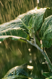 Close-up of plants growing on field