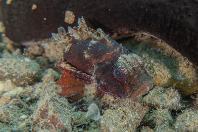 Close-up of fish in sea