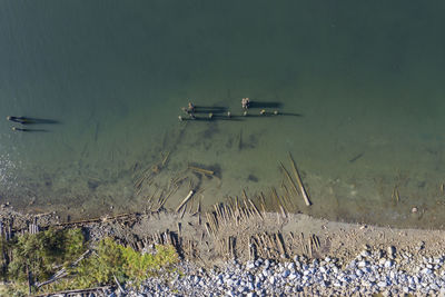 High angle view of a bird on beach