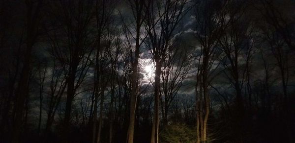 Low angle view of trees in forest against sky