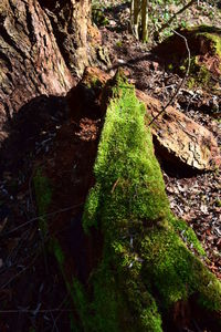 Close-up of moss growing on tree trunk