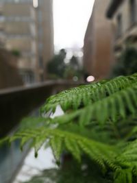 Close-up of fern