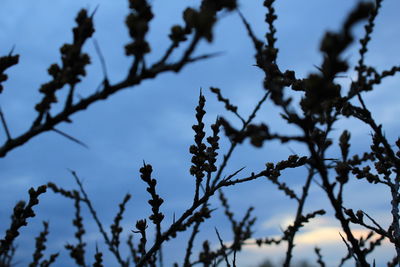 Low angle view of flowers on tree