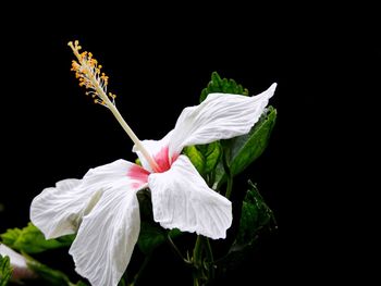 Close-up of white hibiscus against black background
