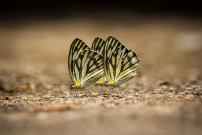 Close-up of butterfly on leaf