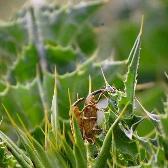 insect, animals in the wild, animal themes, leaf, green color, one animal, plant, wildlife, close-up, focus on foreground, nature, selective focus, growth, outdoors, day, no people, animal antenna, grasshopper, grass, green