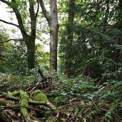 Trees growing in forest