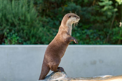 View of otter perching on a stone