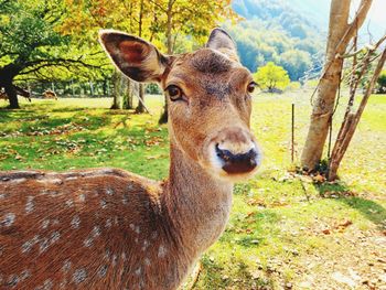 Portrait of deer on field