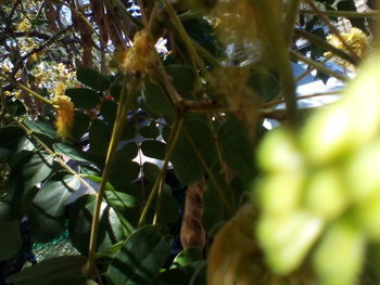 Low angle view of fruits on tree