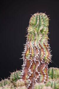 Close-up of cactus plant against black background