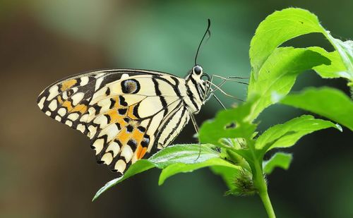 Butterfly perching on leaf