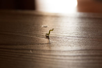 A small worm moves on a wooden floor in search of food