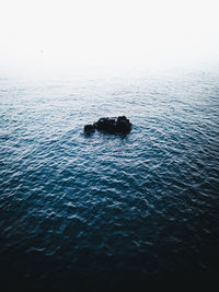 High angle view of duck swimming in sea