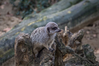 Close-up of an meerkat on rock