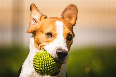 Close-up portrait of dog with ball