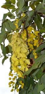 Low angle view of yellow flowers growing on tree