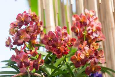 Close-up of pink flowering plants