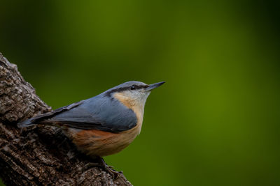 Close-up of bird perching on branch