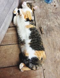 High angle view of cat sitting on hardwood floor