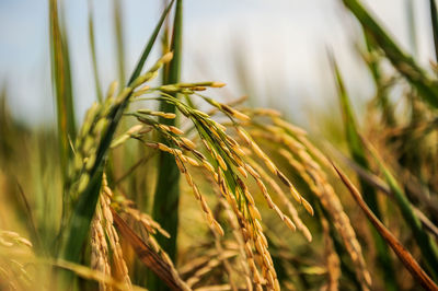 Close-up of grass growing in field