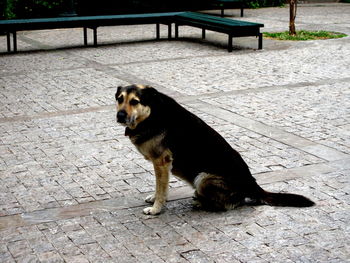 Dog sitting on footpath