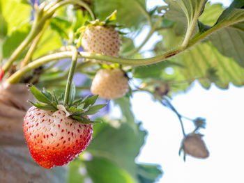 Fresh strawberries have not been collected from a strawberry plant